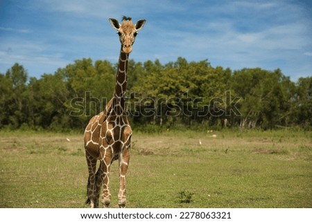 Full body shot of a free running young giraffe on a green meadow, trees in the background.