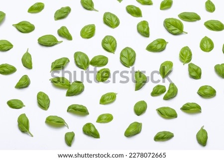 Green basil leaves on a white background