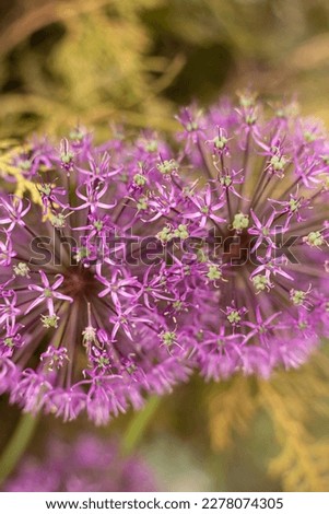 bee pollinating Allium atroviolaceum close-up photo, soft focus photo