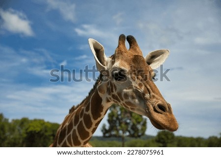 Portrait close-up of a giraffe, a bright blue sky and trees in the background.