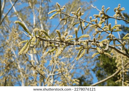 Poplar tree blossom, spring in Istanbul March 2023, Populus alba                 Royalty-Free Stock Photo #2278076121