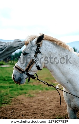 This is beautiful horse picture 
