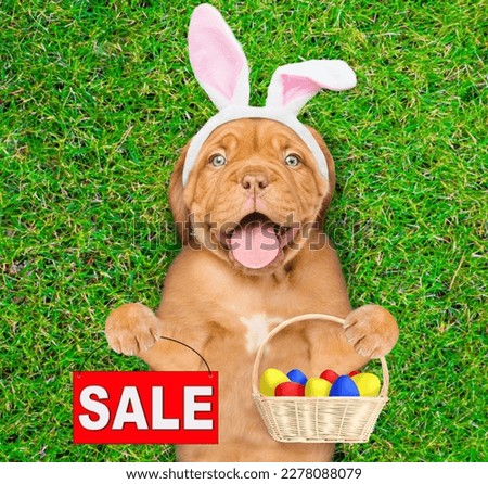 Happy mastiff puppy wearing easter rabbits ears holds basket of colorful Easter eggs and shows signboard with labeled "sale" and lies on its back on summer green grass. Top down view