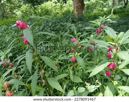 pictures of flowers in the plantation