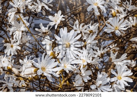 Flowering Star-White Magnolia Tree in garden. Magnolia stellata flowers, close up. Star Blossoming Magnolia japonica flowers.