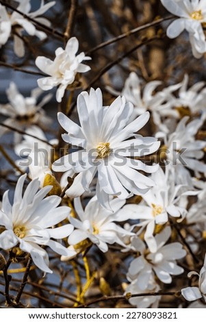 Magnolia stellata flowers, close up. Flowering Star-White Magnolia Tree in garden. Star Blossoming Magnolia japonica flowers.