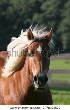 Haflinger horse in close up portrait Royalty-Free Stock Photo #2278096579