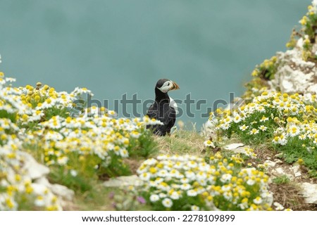 Puffin,  Scientific name: Fratercula arctica.  A   puffin perched on the high cliffs at Bempton in East Yorkshire, looking out to sea and surrounded by colourful daisies.  Horizontal, Copy Space