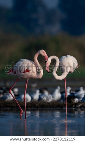 The greater flamingo (Phoenicopterus roseus) Royalty-Free Stock Photo #2278112119