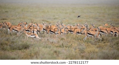 Thomson's gazelles in Serengeti National Park, Tanzania Royalty-Free Stock Photo #2278112177