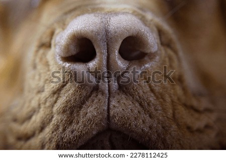 Nose of a Dogue de Bordeaux. Beautiful pink nose of a dog. Close-up of the nose of a huge thoroughbred dog. Nostrils of a French Mastiff. Macro photo of a dog's nose Royalty-Free Stock Photo #2278112425