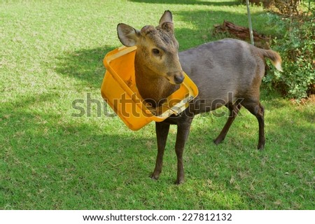 Lid of Rubbish - Bin in Deer's Neck
