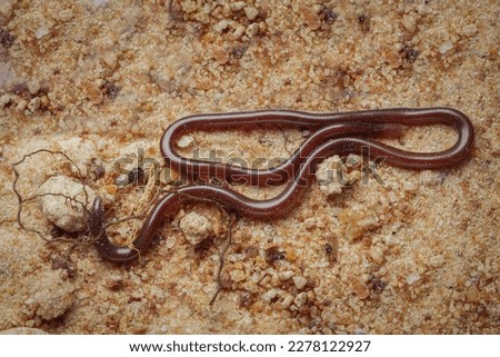 Common blind snake on ground. Blindsnake is very small. Rare snake in the world. Brahminy blind snake on sand.