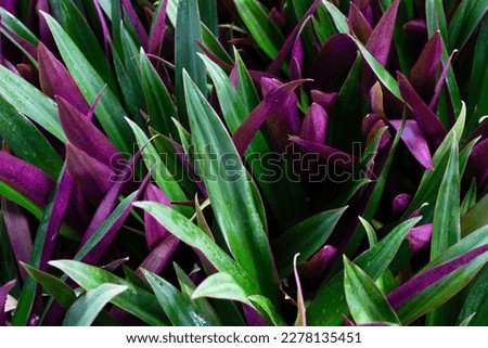 Boat-lily, Oyster Lily, Oyster Plant, White-flowered Tradescantia