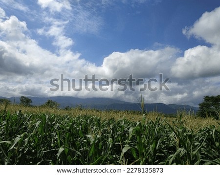 View of beautiful corn plantation in countryside.