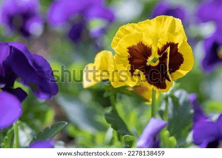 Close up of yellow pansy flower in nature at springtime.