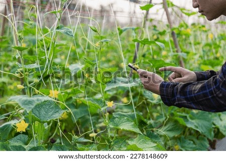 An Asian male farmer uses a smartphone to take pictures of eggplant and cucumber plants for online delivery. Young farmer and vegetable farming, agribusiness concept