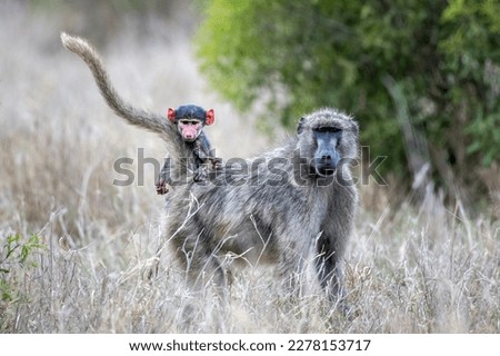 Closeup shot of a mother Baboon and its child holding onto the tail