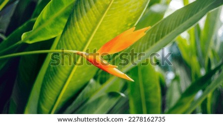 Yellow-orange Heliconia flower on light and dark tropical leaf nature background.green leaves and nature background