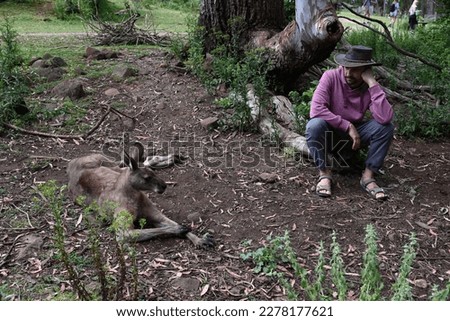 You  see a kangaroo. Its fur is light-brown. It also has a massive tail that it uses for balance. It can lean in it as well. A man is sitting next to a kangaroo.They are resting.