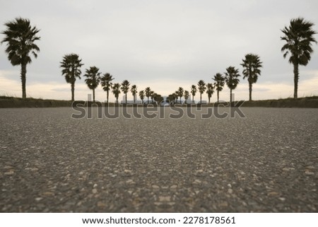 Summer background of road with palms and sunset time. A palm trees lined road. Sunset landscape road with palm trees by sides.  Royalty-Free Stock Photo #2278178561
