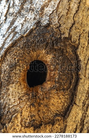Hole in a tree trunk that looks like an elephant eye or an animal eye
