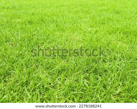 Green grass background. Green meadow in perspective. Texture of soft green grass. Gardens and parks. Gardening concept.