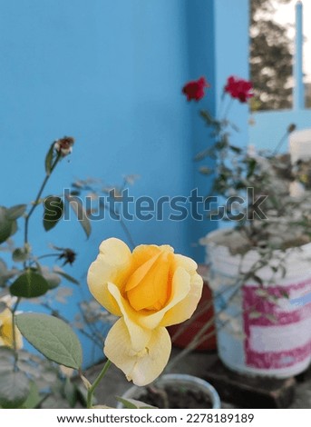 Flower of Golden Apple, white joba, rose