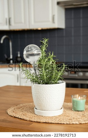 Round transparent self watering device globe inside potted rosemary herb plant soil in home kitchen interior indoors, keeps plants hydrated during vacation period. Royalty-Free Stock Photo #2278192713