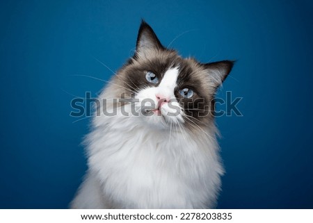 Blue eyed Ragdoll Cat looking at camera tilting head. Portrait on blue background with copy space