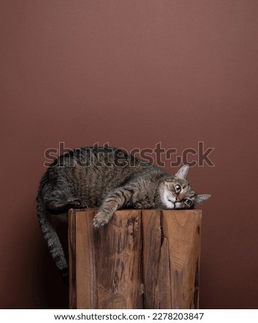 Lazy tabby cat laying on the side relaxing on wooden stool in a funny position on brown background with copy space