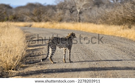 A cheetah standing in a gravel road