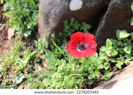 Red anemone in the forest