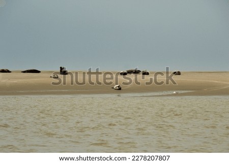 the seals of the Baie de Somme, seals lying on the sand
