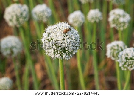Beautiful White Onion Flower with Blurry Background. Selective Focus