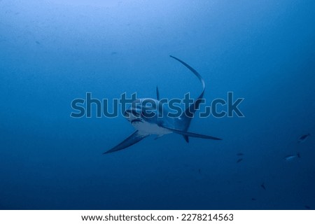 Thresher sharks are carnivorous and primarily feed on small fish and squid. They use their tails to herd their prey and then strike them with their jaws. 