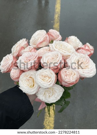 pink peony roses wet asphalt.  gift.  Valentine's Day  flowers  love.  aesthetics flowers