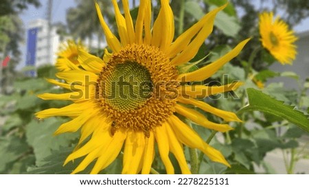 sun flower natural beauty picture 
