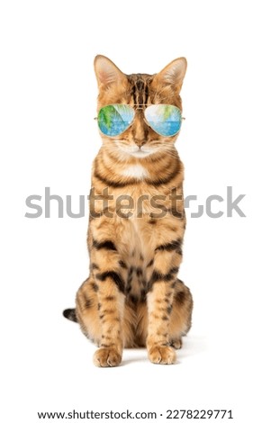 A cat in cool sunglasses with a reflection of palm trees and the sea on a white background.