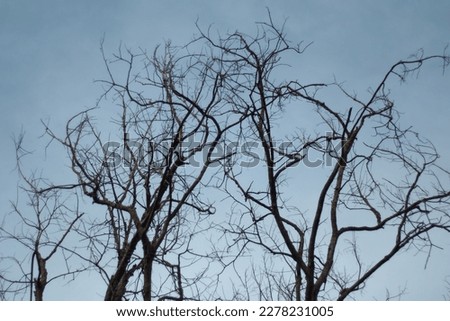 Tree and branches of the tree. Out line of dry tree branch against a blue autumn sky background .