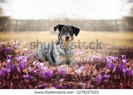 Spring portrait of a female dog sitting in the grass full of spring flowers. Royalty-Free Stock Photo #2278237633