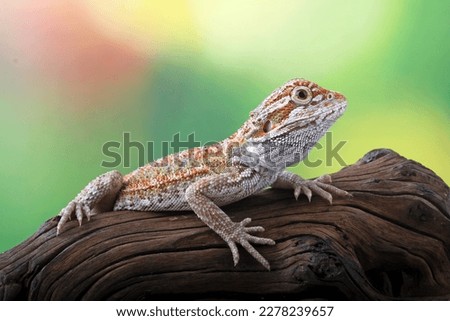 Bearded dragon on the branch wood