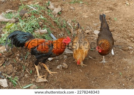 One male two females. Roosters and hens forage on the ground            