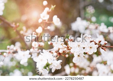 Spring Cherry Blossom. Abstract background of macro cherry blossom tree branch. Happy Passover background. Spring womens day concept. Easter, Birthday, womens or mothers holiday. Selective focus.
