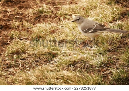 Upclose Gray Mockingbird Walking in Grass Searching for Food