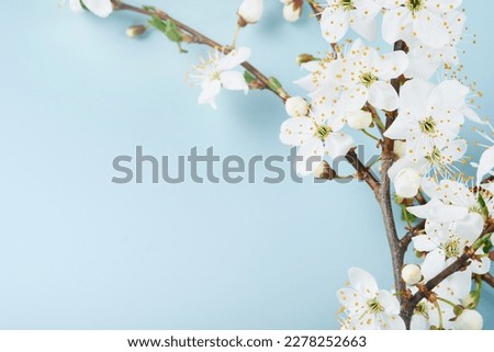 Spring Cherry Blossom. Abstract background of macro cherry blossom tree branch on blue background. Happy Passover background. Spring womens day concept. Easter, Birthday, womens or mothers holiday. 