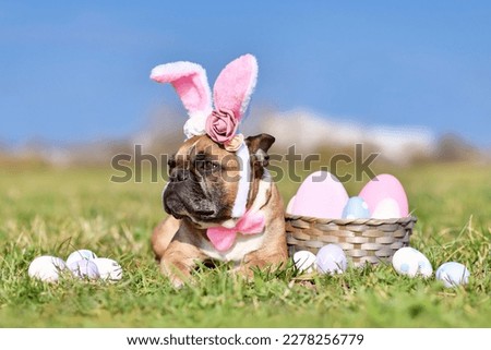 French Bulldog dog with rabbit costume ears next to easter eggs 