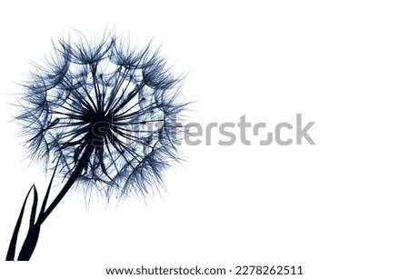 Dandelion silhouette fluffy flower on a isolate on white