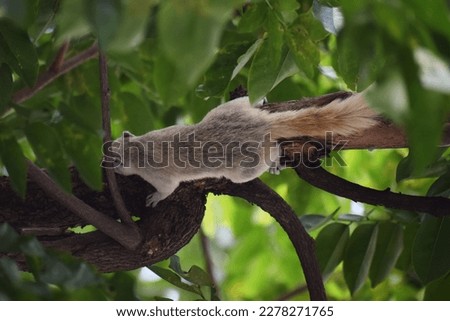  Variable squirrel climbing on a tree branch,Finlayson's squirrel AKA Variable squirrel resting on a tree branch,White squirrel in Thai temple,Squirrels eat ripe fruit. lunch has arrived.