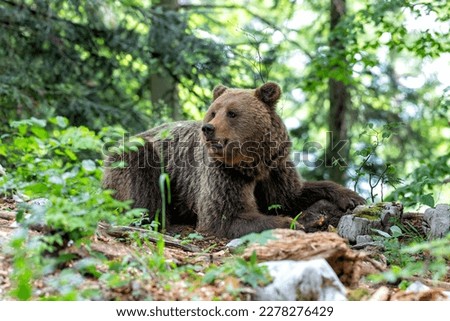 Brown bear - close encounter with a  wild brown bear eating in the forest and mountains of the Notranjska region in Slovenia Royalty-Free Stock Photo #2278276429